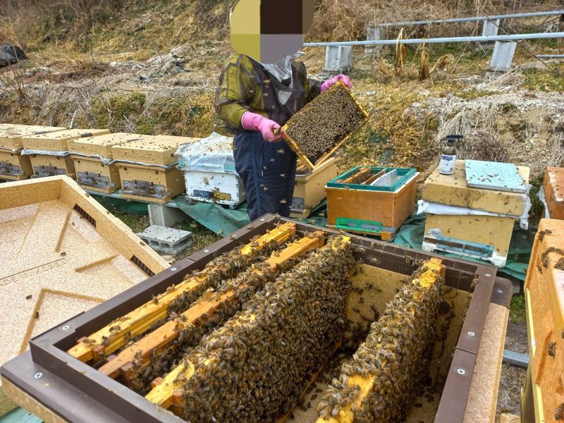 농촌광역시님의 장터 판매 상품 [[특가할인] 지리산 피아골 벌꿀 아카시아꿀 2.4kg 잡화꿀 2.4kg 밤꿀 2.4kg] 첨부 사진