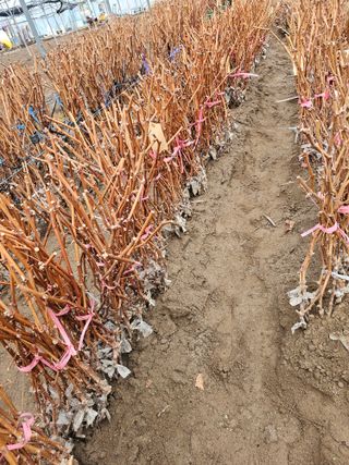 뿌리묘목농원님의 자유주제 · 자유게시판 작성글 사진