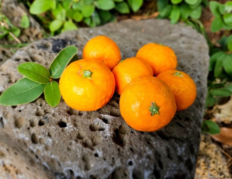 새달귤농장님의 장터 판매 상품 [(할인.한정판매)싱싱한 귤 ] 첨부 사진