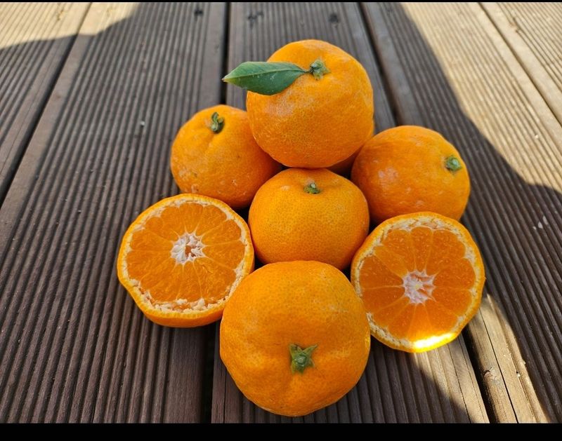 새달귤농장님의 장터 판매 상품 [(할인.한정판매)싱싱한 귤 ] 첨부 사진