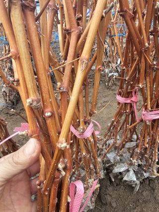 뿌리묘목농원님의 자유주제 · 자유게시판 작성글 사진