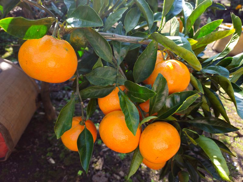 새달귤농장님의 장터 판매 상품 [(할인.한정판매)싱싱한 귤 ] 첨부 사진