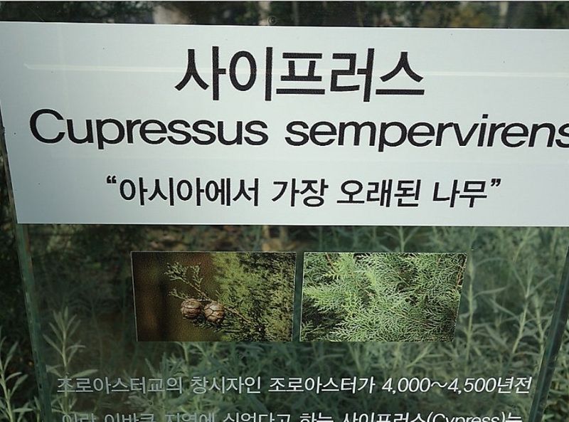 행복한나무농장님의 장터 판매 상품 [(한정수량)농장인수기념 원가나눔 이벤트 1탄 2,700원부터 분양예약중] 첨부 사진