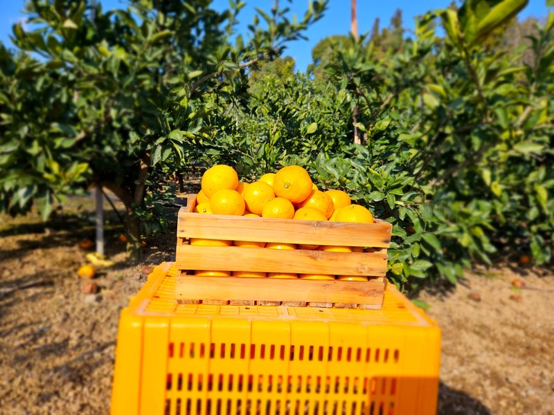 새달귤농장님의 장터 판매 상품 [(할인.한정판매)싱싱한 귤 ] 첨부 사진