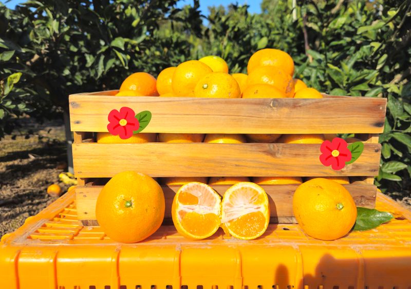 새달귤농장님의 장터 판매 상품 [(할인.한정판매)싱싱한 귤 ] 첨부 사진