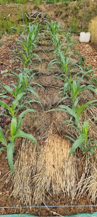 운길산님의 2025년, 농사계획은 어떻게 되시나요? · 참여글 작성글 사진