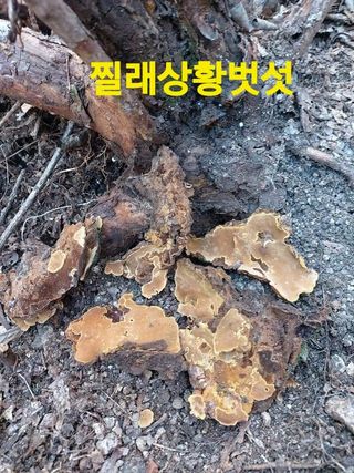 장철식님의 자유주제 · 자유게시판 작성글 사진