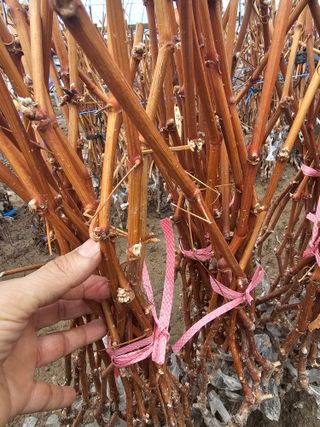 뿌리묘목농원님의 자유주제 · 자유게시판 작성글 사진