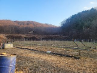 속리산정이품농원님의 2025년, 농사계획은 어떻게 되시나요? · 참여글 작성글 사진