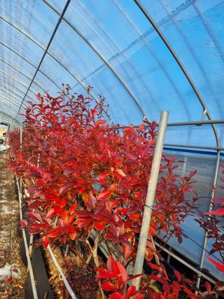 김현숙 블루베리 작두콩님의 2025년, 농사계획은 어떻게 되시나요? · 참여글 작성글 사진