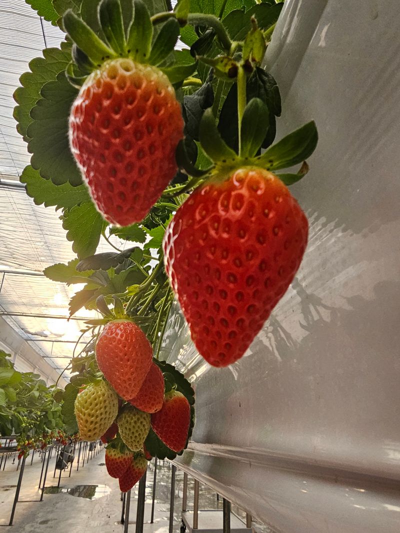 건주랑님의 장터 판매 상품 [금실.800g] 첨부 사진