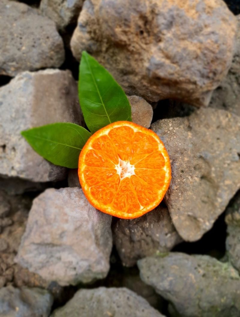 새달귤농장님의 장터 판매 상품 [(할인.한정판매)싱싱한 귤 ] 첨부 사진