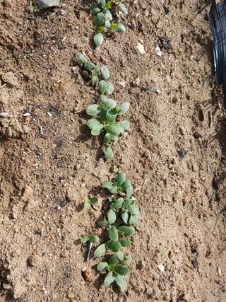 조정분(사랑이엄마)님의 2025년, 농사계획은 어떻게 되시나요? · 참여글 작성글 사진