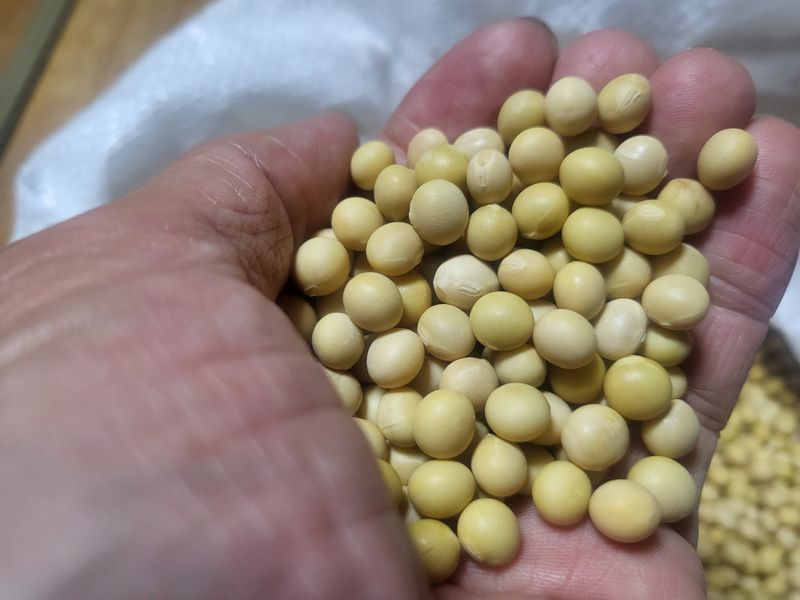 서명석님의 장터 판매 상품 [백태콩(대원)kg] 첨부 사진