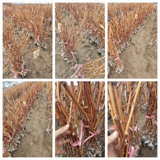 뿌리묘목농원님의 자유주제 · 자유게시판 작성글 사진