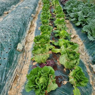 훈&팜님의 2025년, 농사계획은 어떻게 되시나요? · 참여글 작성글 사진