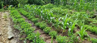 운길산님의 2025년, 농사계획은 어떻게 되시나요? · 참여글 작성글 사진