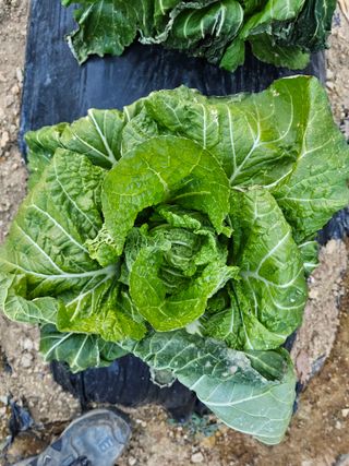 연모 자연의행복님의 자유주제 · 자유게시판 작성글 사진