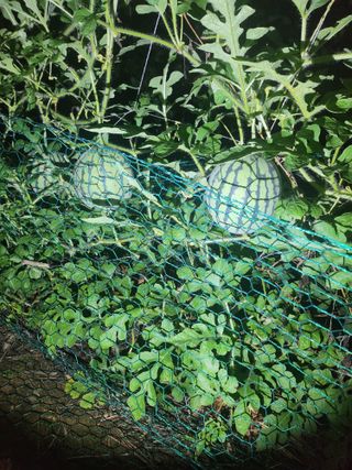 운길산님의 2025년, 농사계획은 어떻게 되시나요? · 참여글 작성글 사진