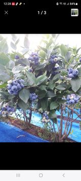 팜모닝 2025년, 농사계획은 어떻게 되시나요?·참여글 게시글 이미지