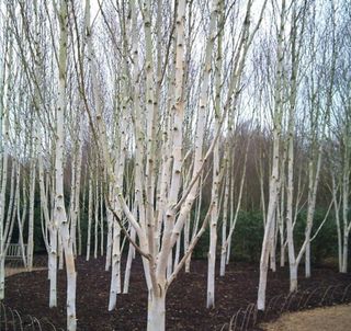 행복한나무농장님의 작성글 사진