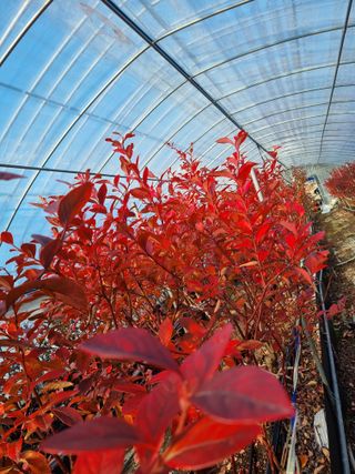 김현숙 블루베리 작두콩님의 2025년, 농사계획은 어떻게 되시나요? · 참여글 작성글 사진