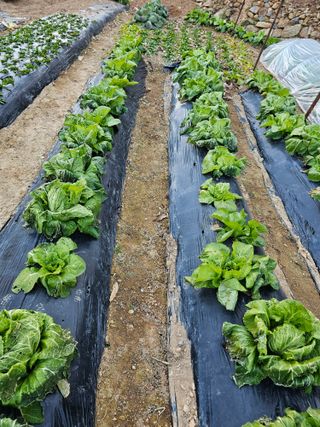 연모 자연의행복님의 자유주제 · 자유게시판 작성글 사진