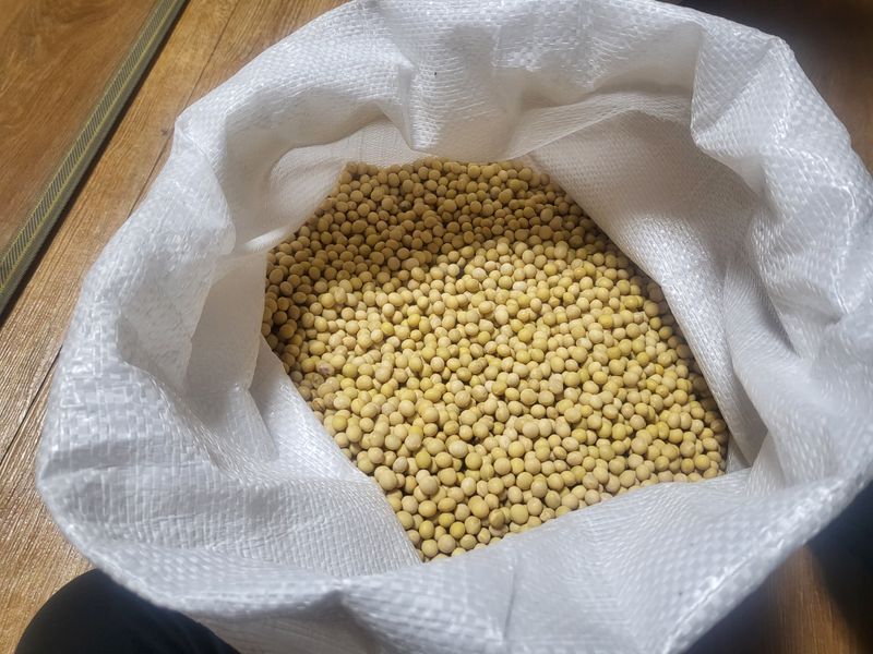 서명석님의 장터 판매 상품 [백태콩(대원)kg] 첨부 사진