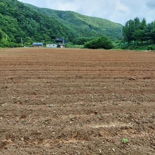 홍순원님의 2025년, 농사계획은 어떻게 되시나요? · 참여글 작성글 사진