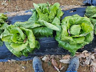 연모 자연의행복님의 자유주제 · 자유게시판 작성글 사진