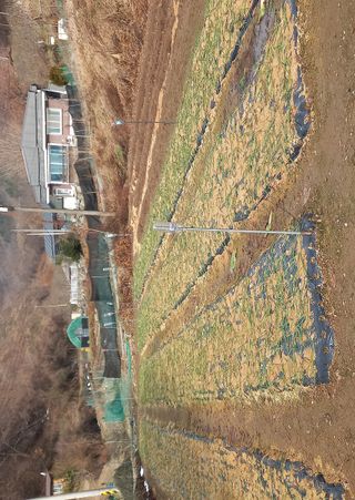 고독한 하이에나님의 2025년, 농사계획은 어떻게 되시나요? · 참여글 작성글 사진