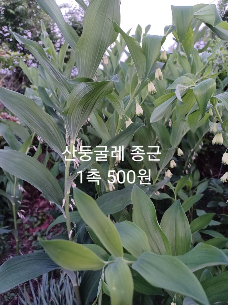 무료지식나눔 팜닥터님의 장터 판매 상품 [참두릅 민두릅 땅두릅 음나무 잔대 더덕 도라지 골드키위 참다래 취나물 방풍나물 바위취 머위 복분자금낭화 천문동] 첨부 사진