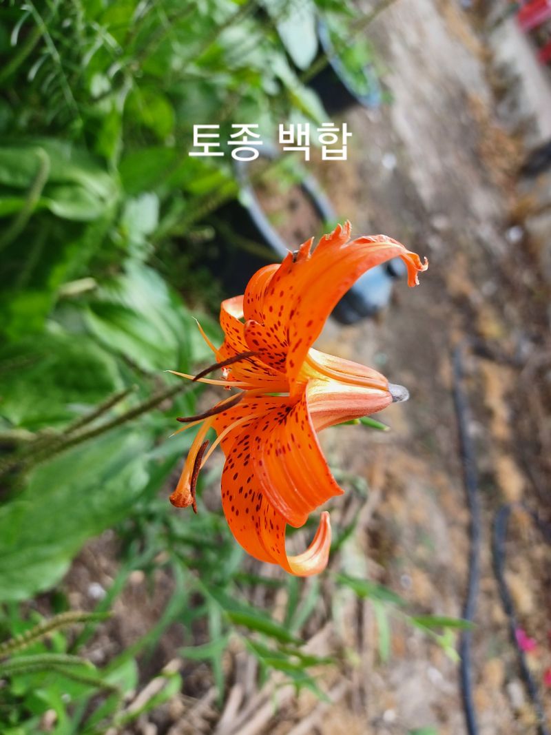 무료지식나눔 팜닥터님의 장터 판매 상품 [참두릅 민두릅 땅두릅 음나무 잔대 더덕 도라지 골드키위 참다래 취나물 방풍나물 바위취 머위 복분자금낭화 천문동] 첨부 사진