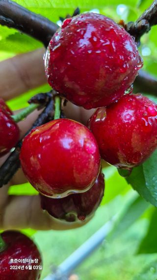 김호준님의 자유주제 · 자유게시판 작성글 사진