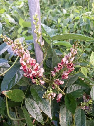 부금리(금강농원)님의 작성글 사진