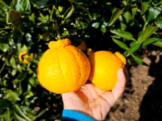 새달귤농장님의 2025년, 농사계획은 어떻게 되시나요? · 참여글 작성글 사진