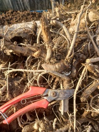 무료지식나눔 팜닥터님의 2025년, 농사계획은 어떻게 되시나요? · 참여글 작성글 사진