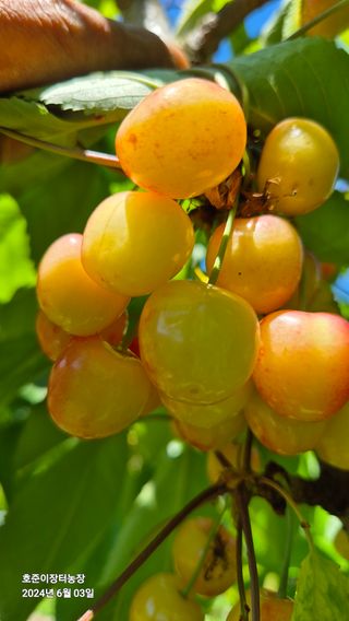 김호준님의 자유주제 · 자유게시판 작성글 사진