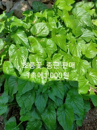 무료지식나눔 팜닥터님의 작성글 사진