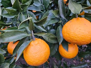 새달귤농장님의 2025년, 농사계획은 어떻게 되시나요? · 참여글 작성글 사진