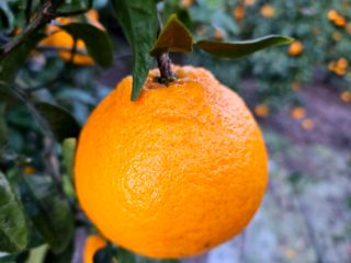 새달귤농장님의 2025년, 농사계획은 어떻게 되시나요? · 참여글 작성글 사진