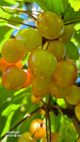 김호준님의 자유주제 · 자유게시판 작성글 사진