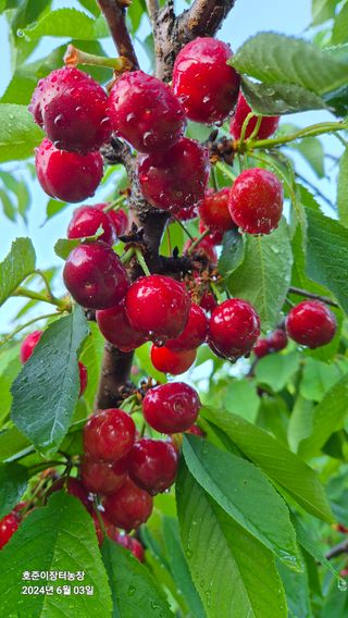 김호준님의 자유주제 · 자유게시판 작성글 사진