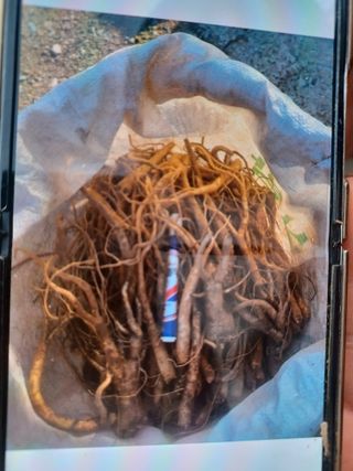 무료지식나눔 팜닥터님의 2025년, 농사계획은 어떻게 되시나요? · 참여글 작성글 사진