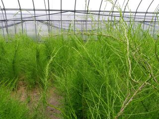 이창신님의 2025년, 농사계획은 어떻게 되시나요? · 참여글 작성글 사진