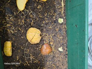 소병찬님의 2025년, 농사계획은 어떻게 되시나요? · 참여글 작성글 사진