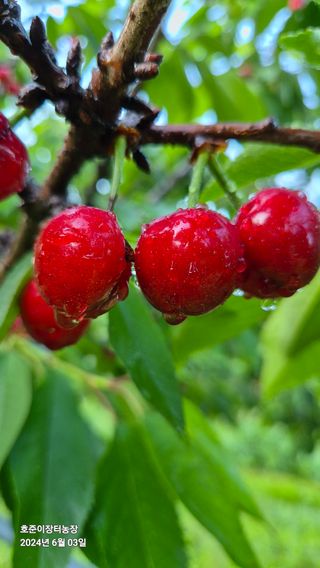 김호준님의 자유주제 · 자유게시판 작성글 사진