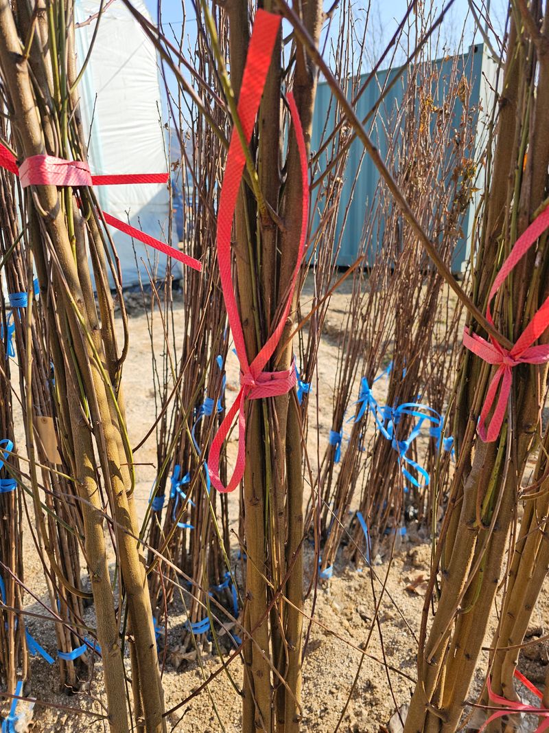 뿌리묘목농원님의 장터 판매 상품 [삼색홍도화 접목1년생] 첨부 사진