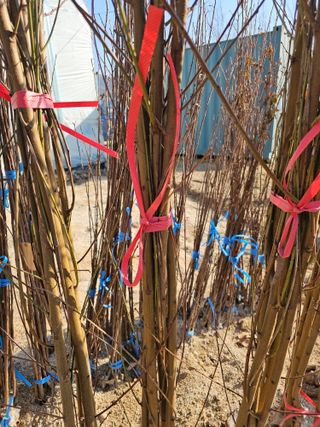 뿌리묘목농원님의 작성글 사진