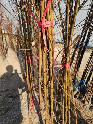 뿌리묘목농원님의 작성글 사진